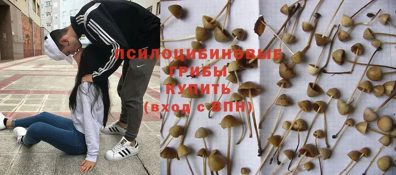 Галлюциногенные грибы MAGIC MUSHROOMS Ленинск-Кузнецкий